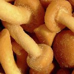 Frozen honey agarics for the winter Frozen honey agarics for the winter