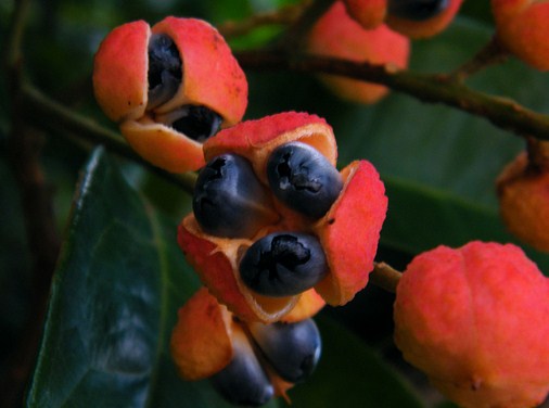 fruits of guarana
