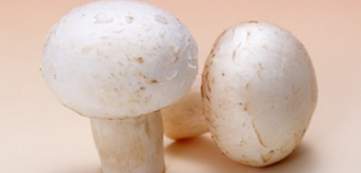 Champignon mushrooms