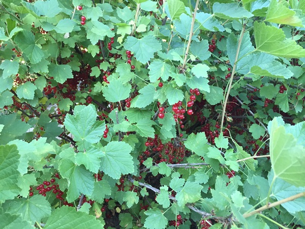 Red currant jam - recipes for the winter