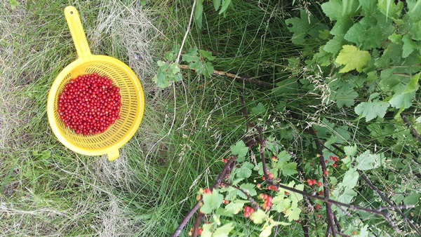 Red currant jam - recipes for the winter