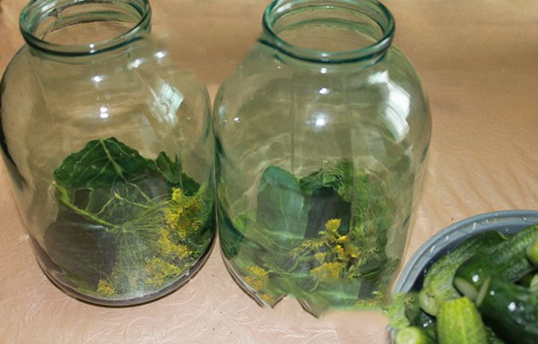 Crispy cucumbers for the winter - pickled, without vinegar, without sterilization. The best simple recipes with photos of crispy cucumbers in cans with vodka