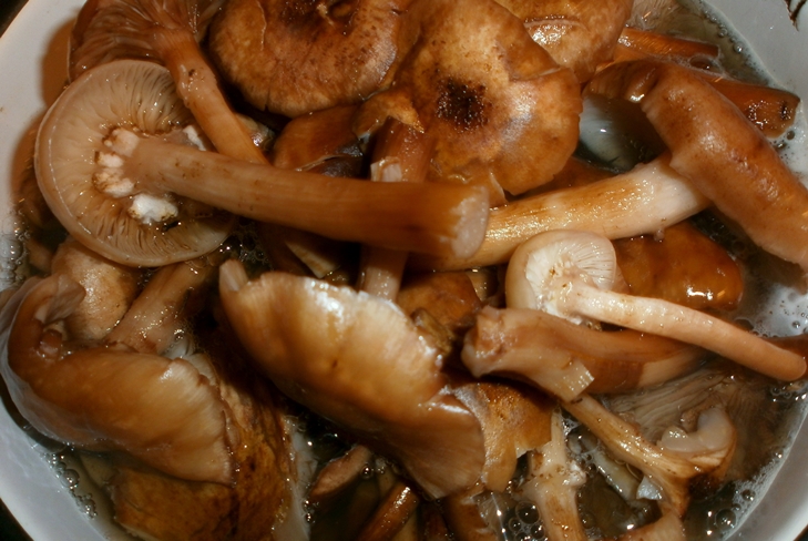 How to preserve honey agarics for the winter - photo Preservation Prescription