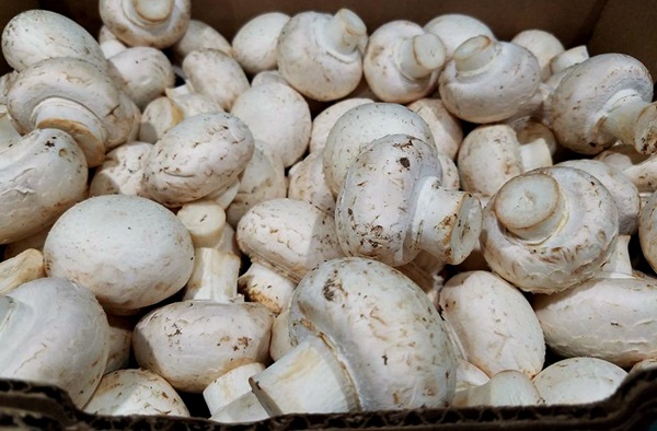 How to pickle mushrooms