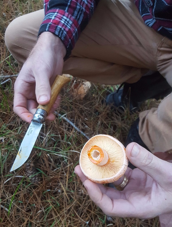 How to pickle mushrooms
