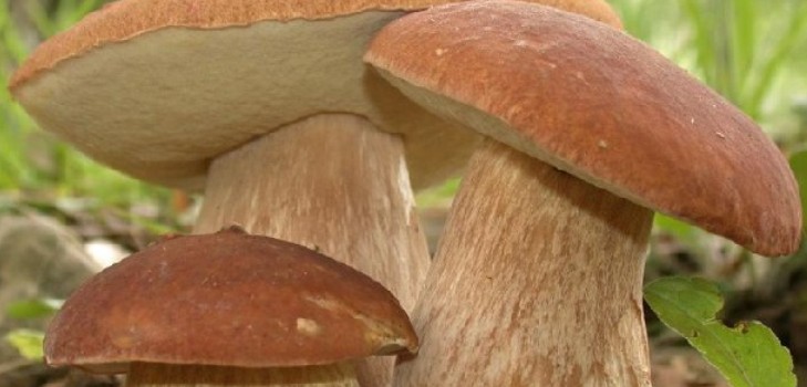 How to freeze white mushrooms to keep for a long time