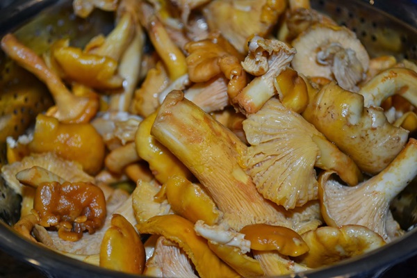 How to cook chanterelles in a frying pan