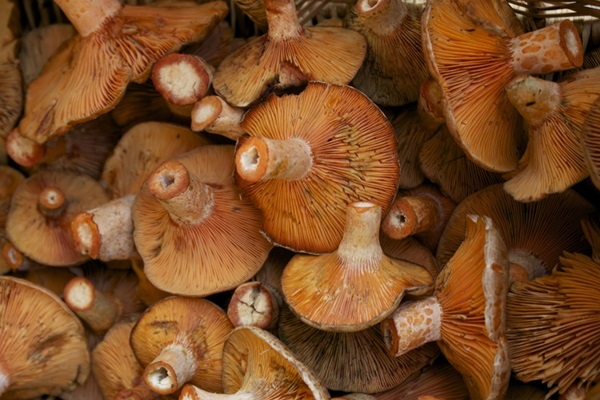 How to salt mushrooms for the winter
