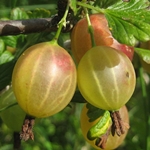 How to brew compote of gooseberries