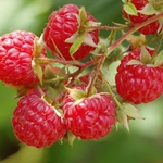 How to prepare juice from raspberry for the winter