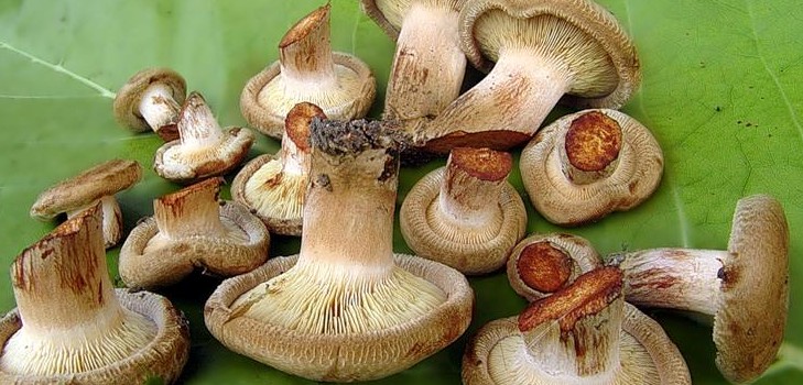 Solim mushrooms swine for the winter