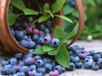 How to close blanks from blueberries for the winter