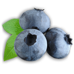 How to close blanks from blueberries for the winter
