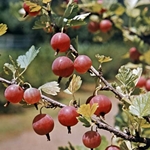 How to close the billet from gooseberries for the winter