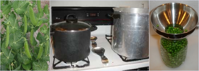 Preservation of peas at home for the winter