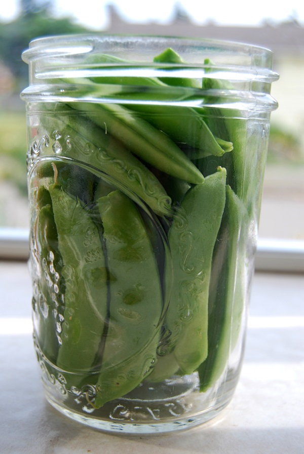 Green peas, canned for the winter at home