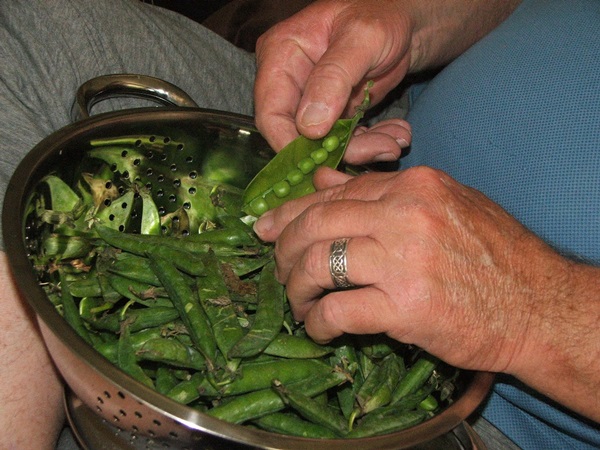 Green peas, canned for the winter at home