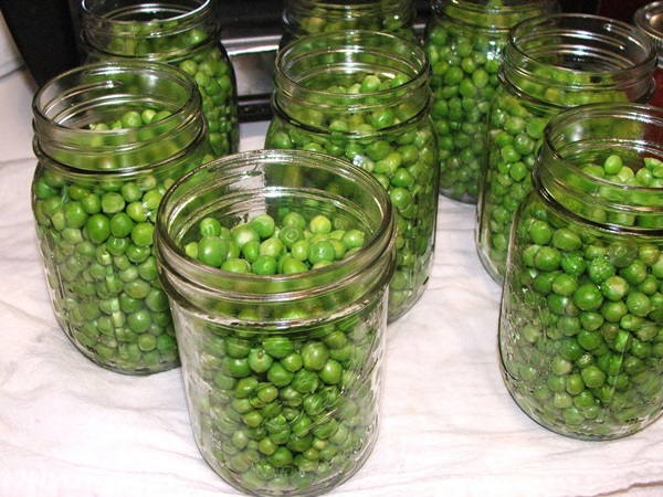 Green peas, canned for the winter at home