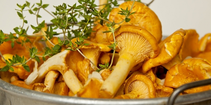 Pickled chanterelle
