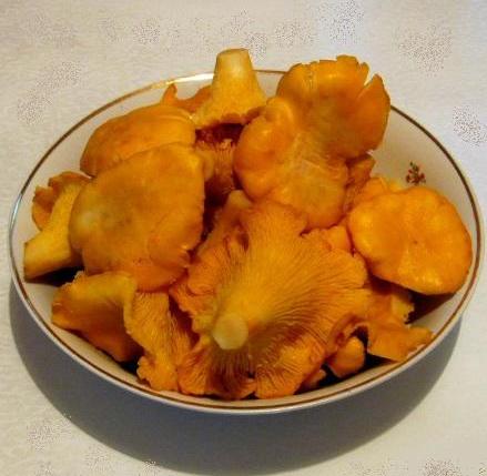 Pickled chanterelle