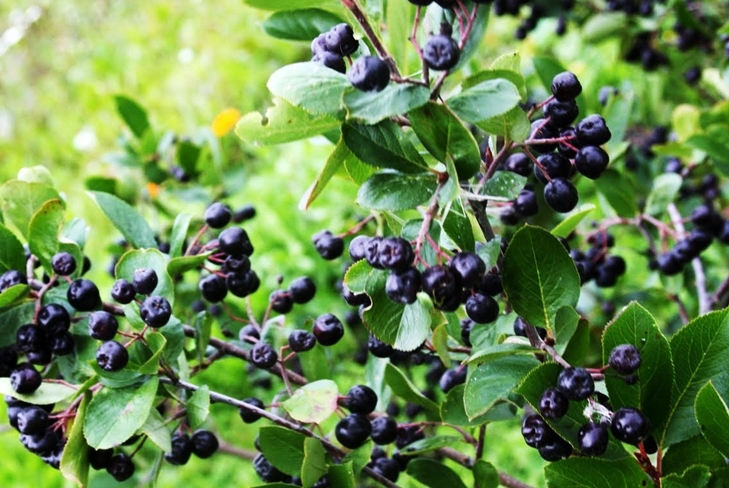 Tincture of blackberry on vodka at home: a recipe