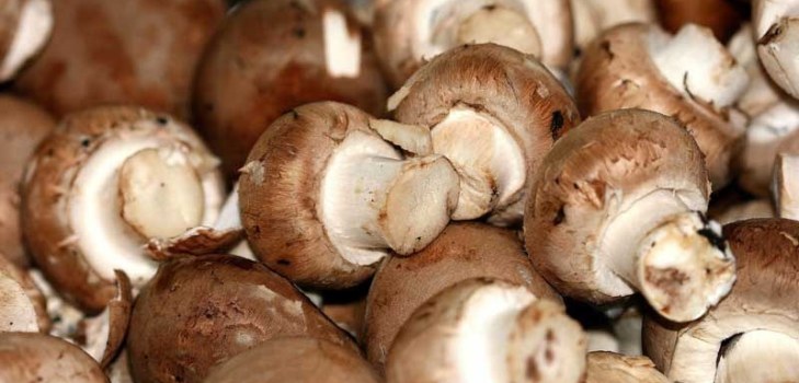 many champignons