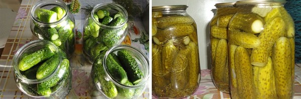 Cucumbers cold way under cap nylon and metal. Picking cucumbers in a cold way for the winter: with mustard, vodka, vinegar free