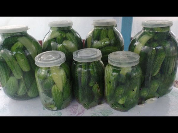 Cucumbers cold way under cap nylon and metal. Picking cucumbers in a cold way for the winter: with mustard, vodka, vinegar free