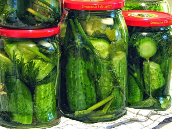 Cucumbers cold way under cap nylon and metal. Picking cucumbers in a cold way for the winter: with mustard, vodka, vinegar free Cucumbers cold way under cap nylon and metal. Picking cucumbers in a cold way for the winter: with mustard, vodka, vinegar free
