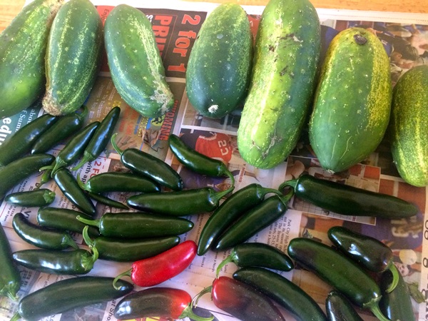Tasty cucumbers with garlic for the winter