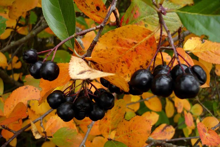 Useful blanks for the winter: syrup from chokeberry ashberry