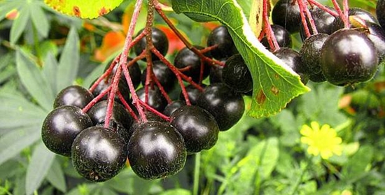 Useful blanks for the winter: syrup from chokeberry ashberry