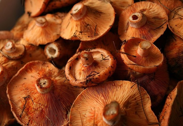 Rozhiki for the winter - recipes for freezing, pickling