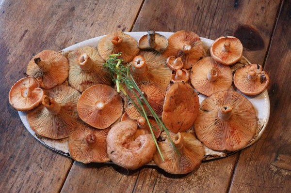 Rozhiki for the winter - recipes for freezing, pickling
