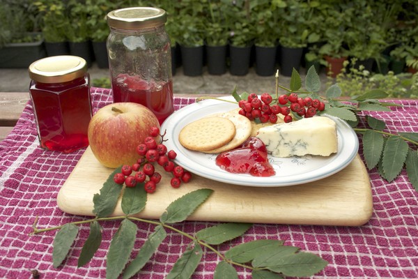 Rowan for the winter: recipes for billets from the usual red and black chokeberry