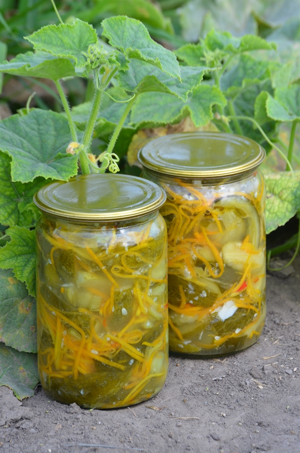 Cucumber salad for the winter