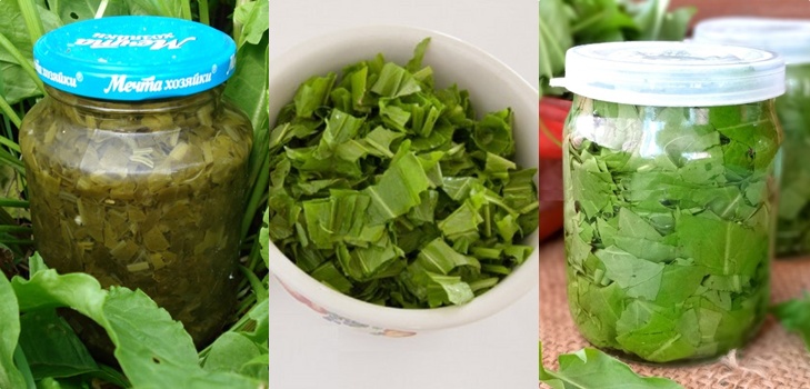 Green healer: the best homemade recipes from sorrel