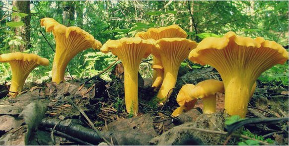Salted chanterelle