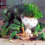 Dry pickling cucumbers for the winter
