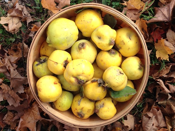 Jam from quince: the most delicious recipes with photos
