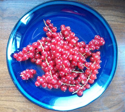 Jelly from red currant