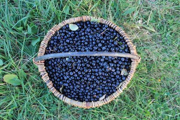 Jam from black chokeberry
