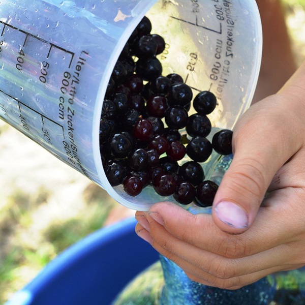 Jam from black chokeberry