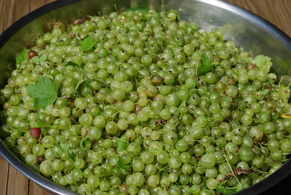Recipes of jam from gooseberries