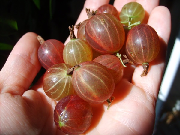 Recipes of jam from gooseberries