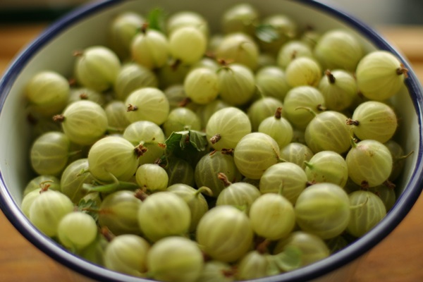Recipes of jam from gooseberries