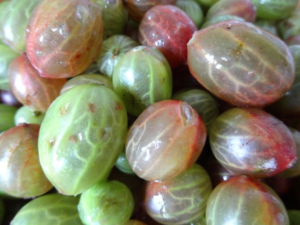 Recipes of jam from gooseberries