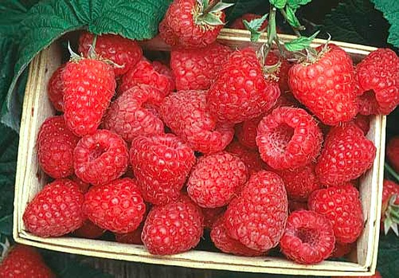 a lot of raspberries