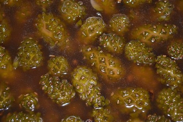 Original jam from pine cones