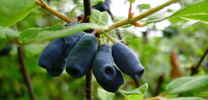 How to prepare jam from honeysuckle